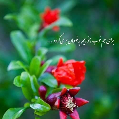 بیدل برزویی پیک لیوانی