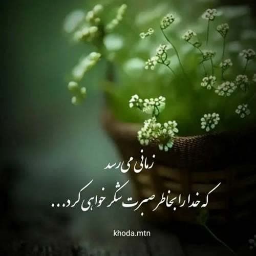 ارزمون شکارچیان سوری جان
