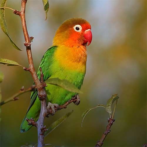 صدای کوتوله برزیلی